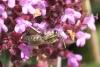 Seladonia sp.